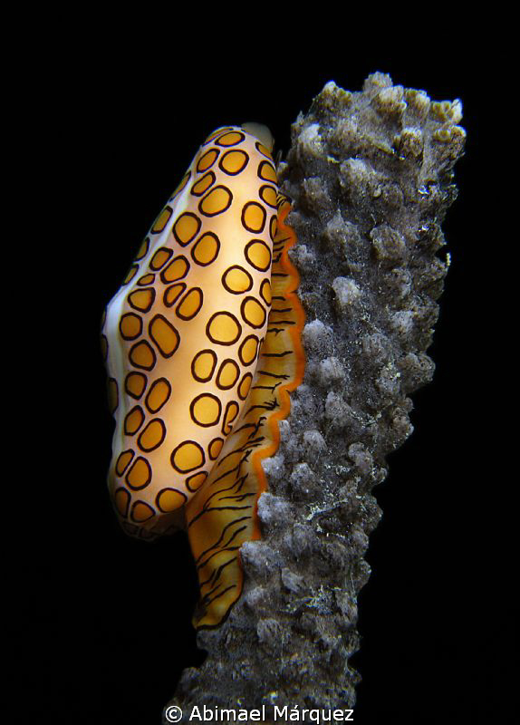Flamingo Tongue by Abimael Márquez 