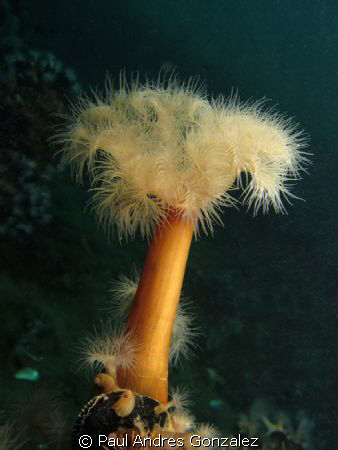 Argentine sea anemone by Paul Andres Gonzalez 