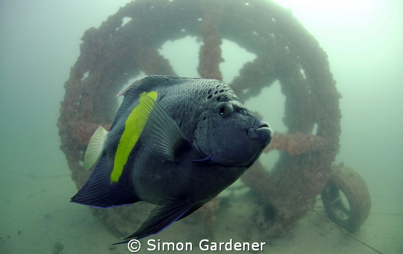 shot with nikon D7000 ,Nauticam housing ,10.5mm by Simon Gardener 