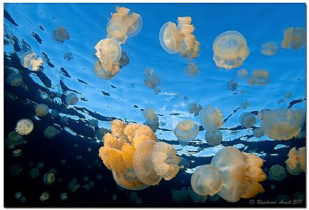 -99 Red Ballons-

The Lellyfish Lake in Palau is home o... by Reinhard Arndt 