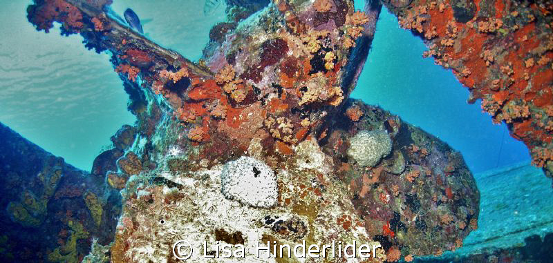Hilma Hooker- Bonaire by Lisa Hinderlider 