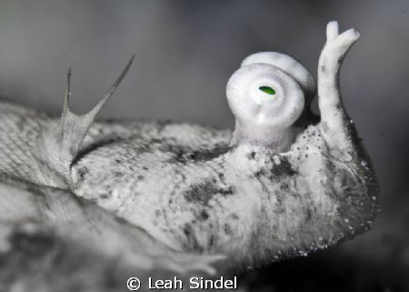 Green-eyed sole by Leah Sindel 