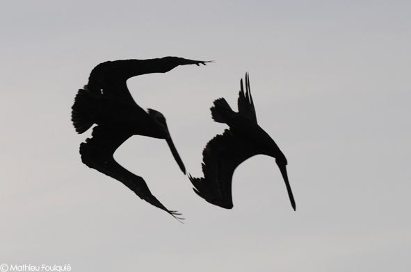 pelicans (Los Roques, Venezuela) by Mathieu Foulquié 