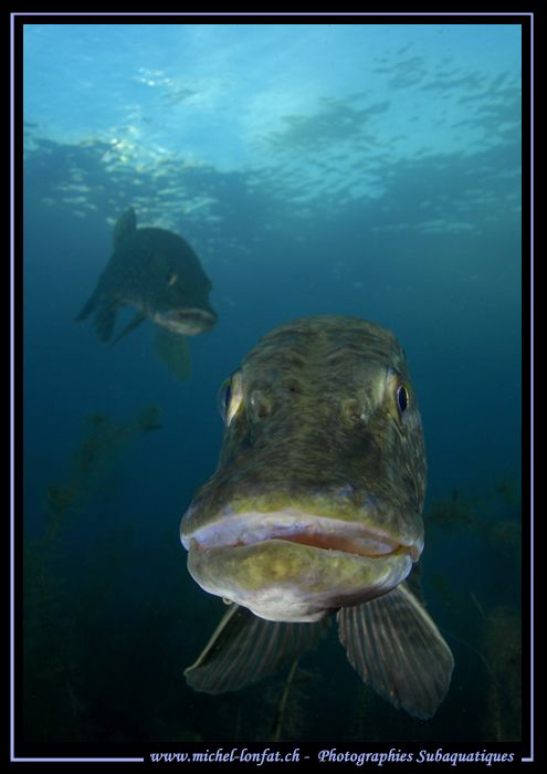Pike Fishes... ;O)... by Michel Lonfat 