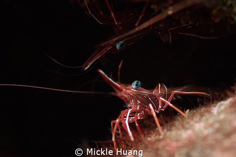 REFLECTION
Two Durban hinge-beak Prawns, one in light, t... by Mickle Huang 