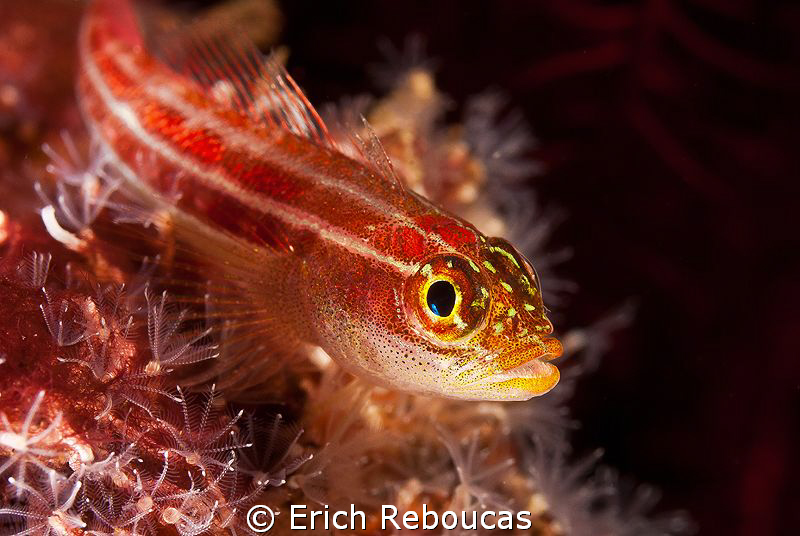 Goby in Tulamben by Erich Reboucas 