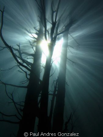 underwater tree by Paul Andres Gonzalez 