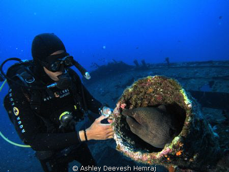 giant moray by Ashley Deevesh Hemraj 