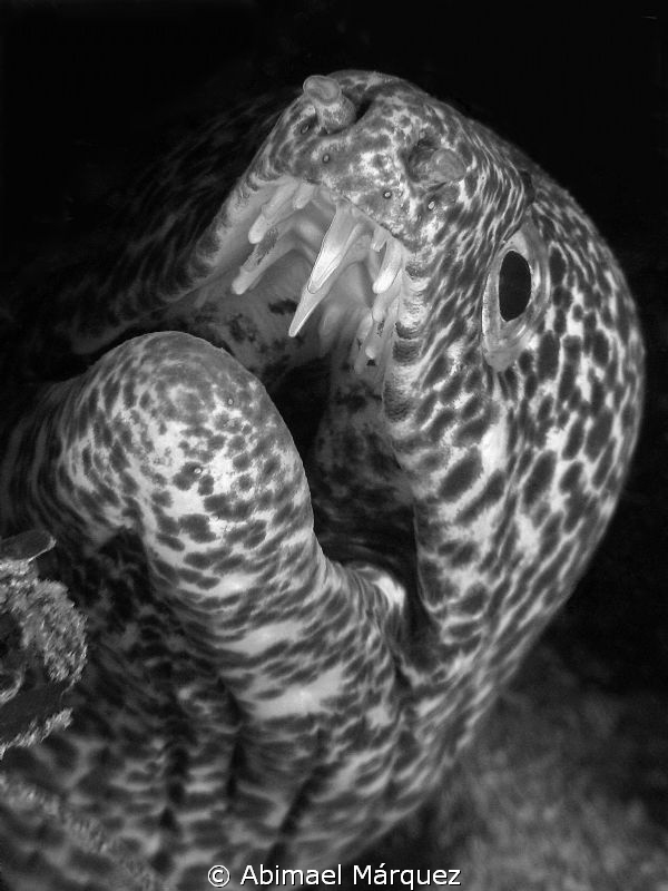 Black and White by Abimael Márquez 