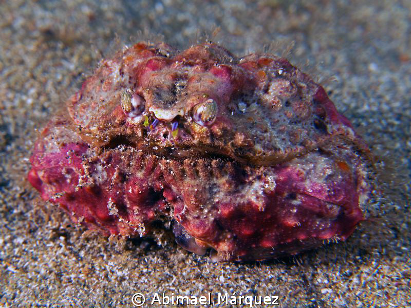 Rough Box Crab by Abimael Márquez 