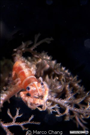 shrimp by Marco Chang 