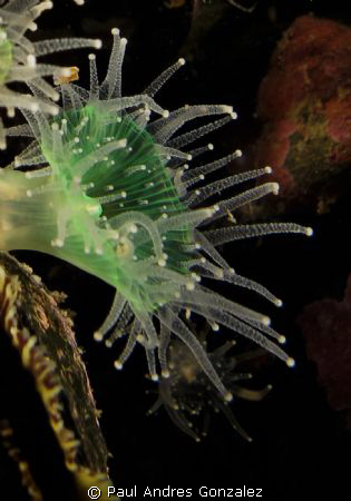 Anemone from Puerto Madryn by Paul Andres Gonzalez 