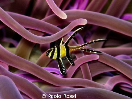Pterapogon kauderni - Banggai cardinalfish by Paolo Rossi 