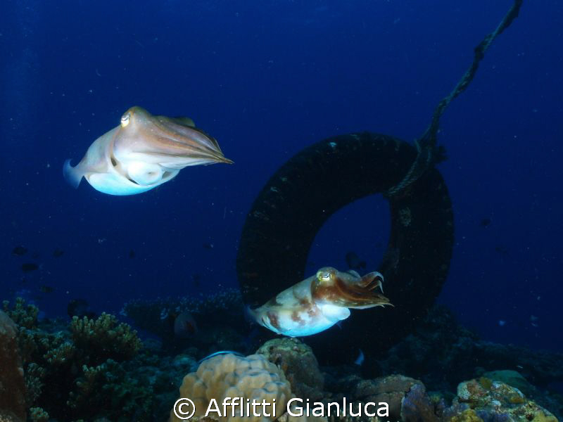 squids by Afflitti Gianluca 