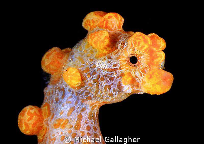 Yellow Pygmy Portrait, Indonesia by Michael Gallagher 