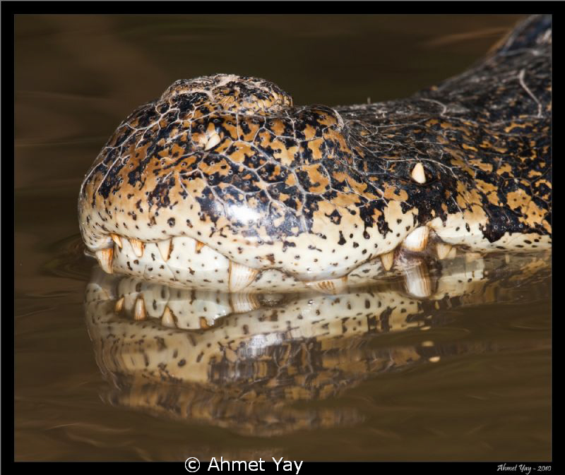 Cayman's mouth.... by Ahmet Yay 