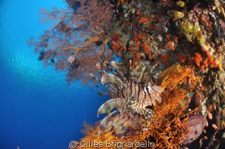 wall diving at is best. Alor Island , Indonesia. by Gilles Brignardello 