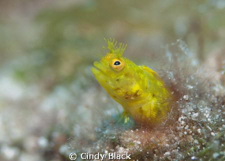 Finding a critter that is as intent on feeding as I am in... by Cindy Black 