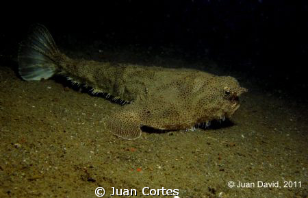 Batfish nearby the shipwreck C-50 Rivapalacio located in ... by Juan Cortes 