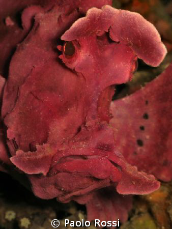 Rhinopias eschmeyeri - Eschmeyer's scorpion fish by Paolo Rossi 