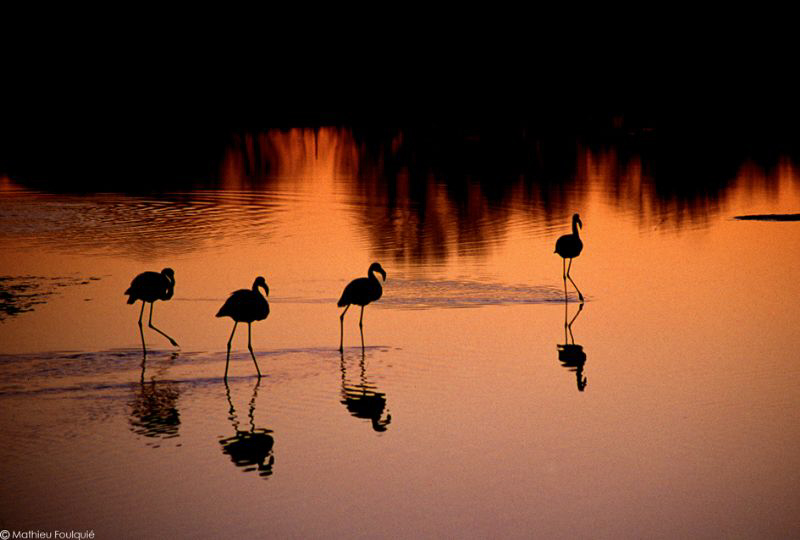 flamingos by Mathieu Foulquié 