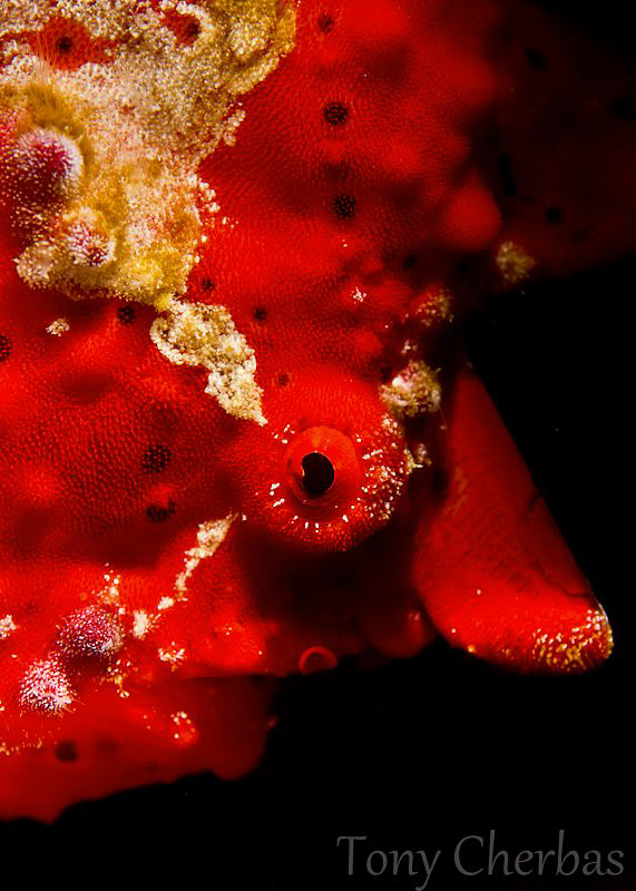 Red Frog by Tony Cherbas 