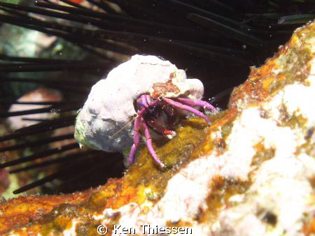 Grumpy little crab by Ken Thiessen 