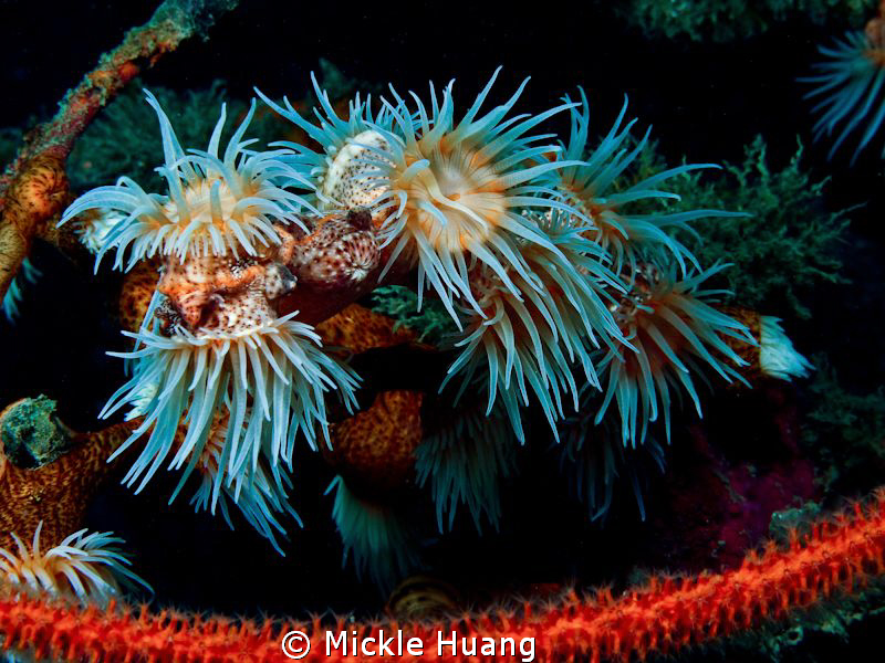 STILL LIFE
Soft coral
Northeast Coast Taiwan by Mickle Huang 