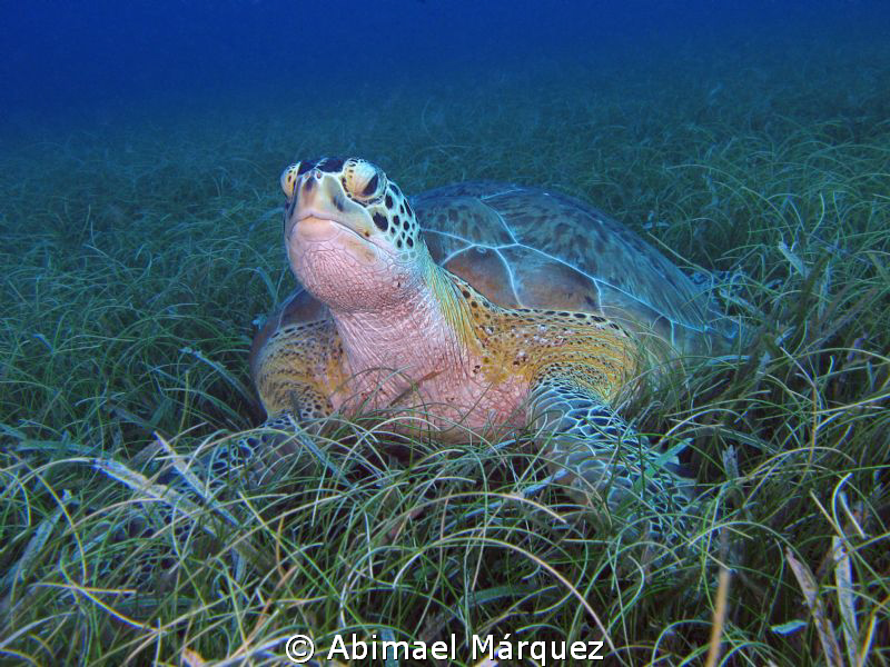 Turtle Grass by Abimael Márquez 