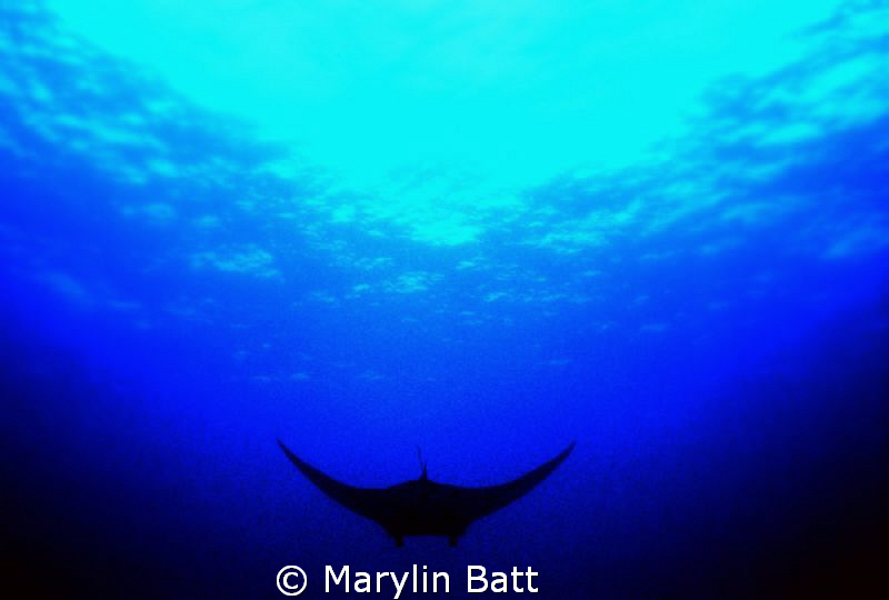 Manta silhouette by Marylin Batt 