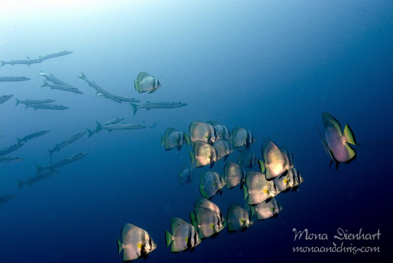 follow us! by Mona Dienhart 