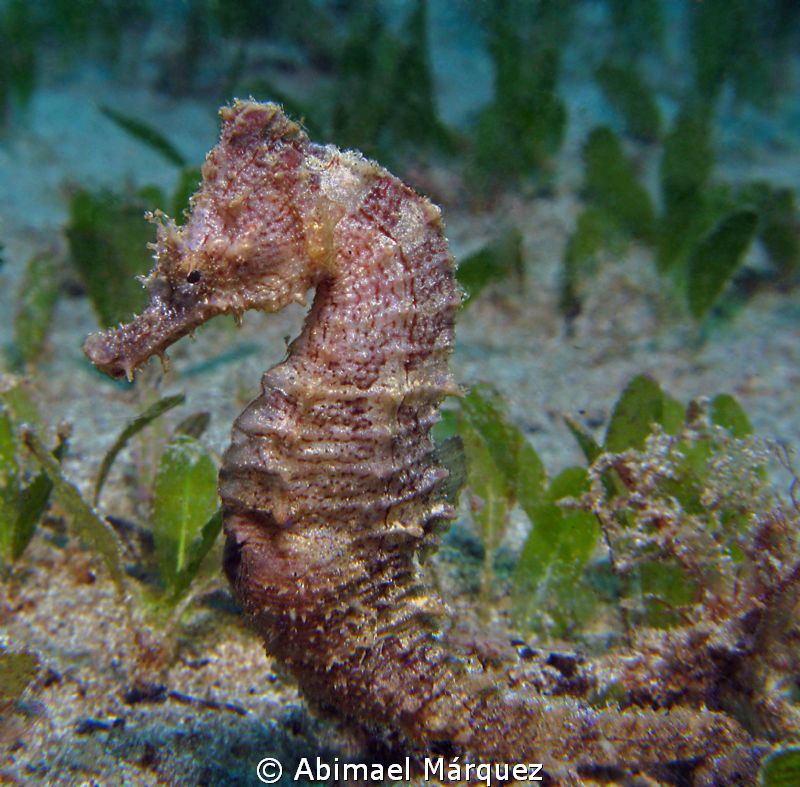 Male Seahorse by Abimael Márquez 