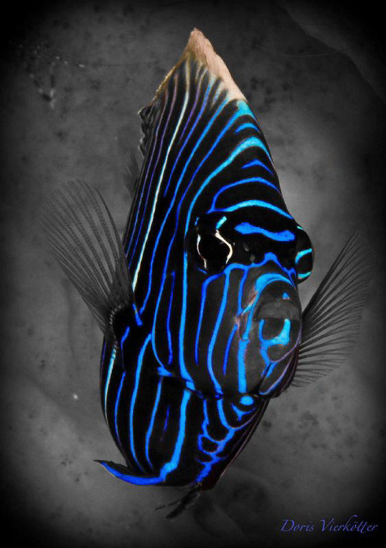 blue stripes by Doris Vierkoetter 
