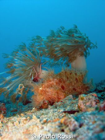 Antennarius striatus - Striped frog fish by Paolo Rossi 