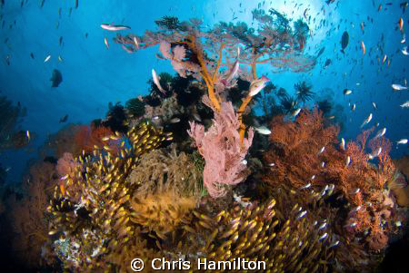 Gili meno, Indonesia, d200, tokina 10-17 by Chris Hamilton 