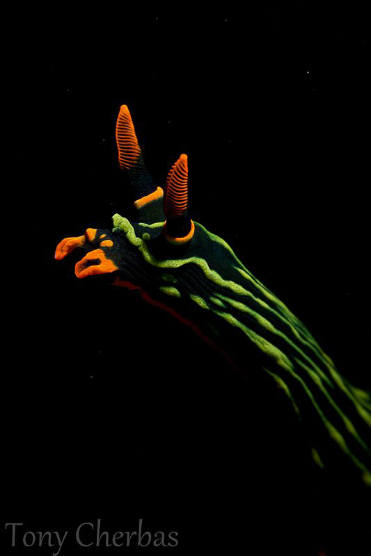 Reach by Tony Cherbas 