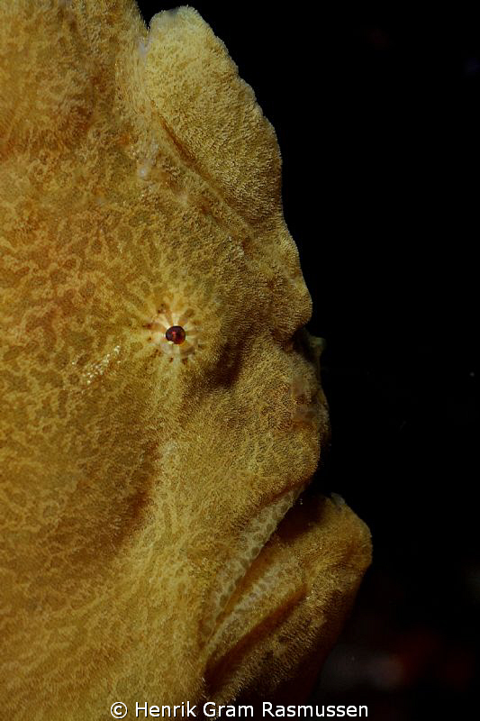 Giant Frogfish by Henrik Gram Rasmussen 