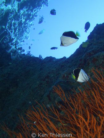 Tinkers at 110 feet at Black Castle, Kona Coast, Hawaii by Ken Thiessen 