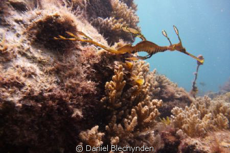 leafy seadragon by Daniel Blechynden 