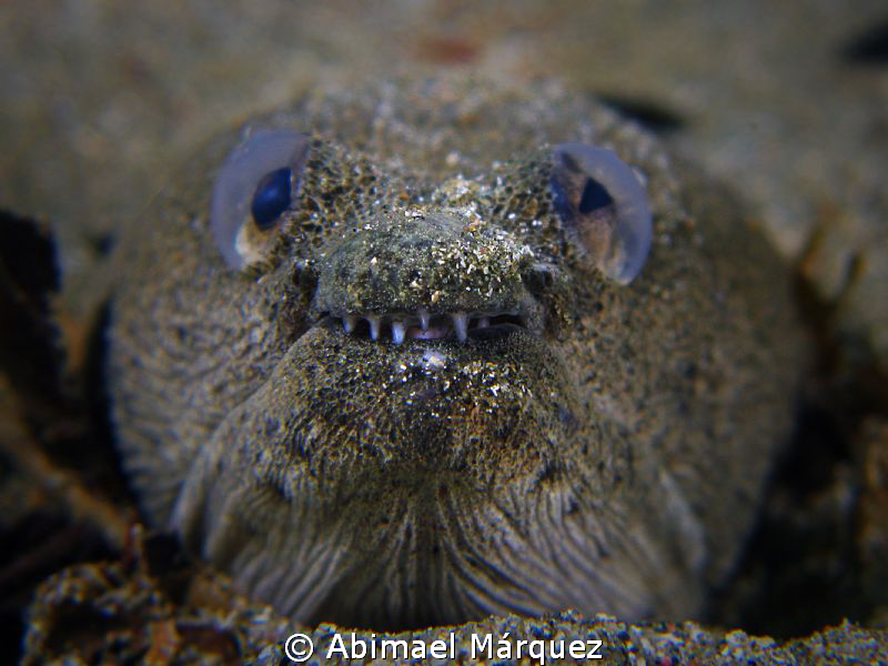 Face to face with a Snake Eel by Abimael Márquez 