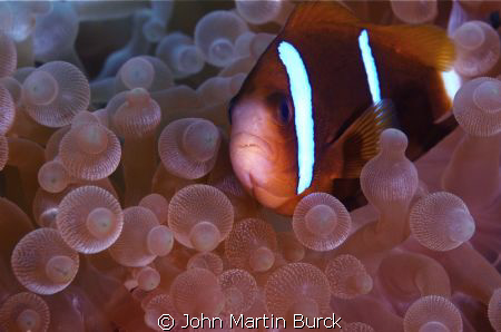Beautiful bubbletips by John Martin Burck 