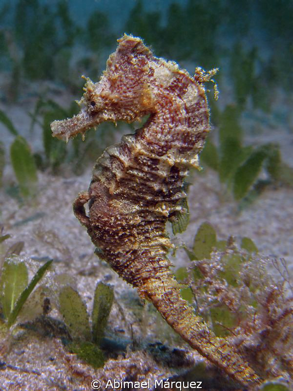 The birth of a baby Seahorse. by Abimael Márquez 