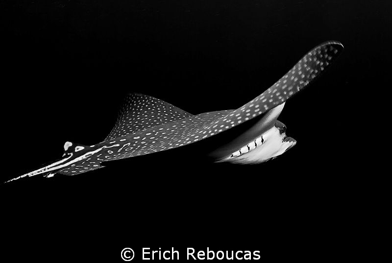 Ghost in the dark III 
last one of the black & white series by Erich Reboucas 