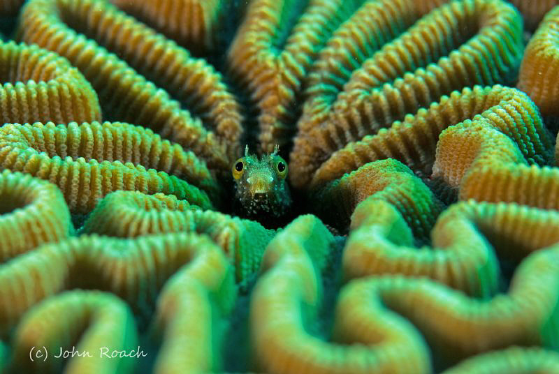 Something Special at "Something Special" Bonaire. Secreta... by John Roach 
