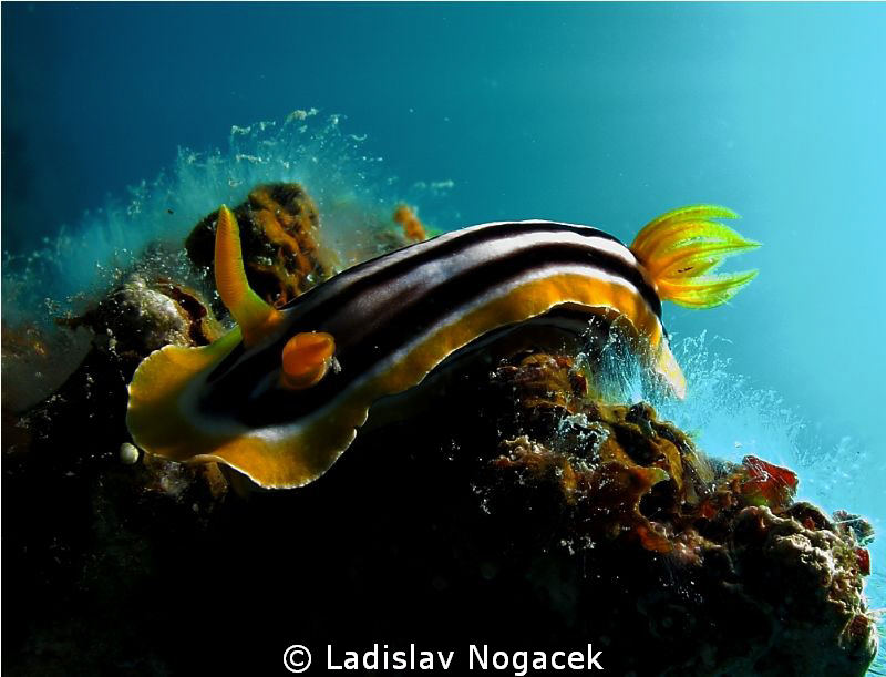 pyjama nudi by Ladislav Nogacek 