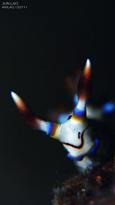 nembrotha lineoleta by Yagit Diver 