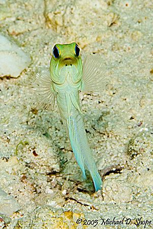 These little guys will flustrate any photographer. They h... by Michael Shope 