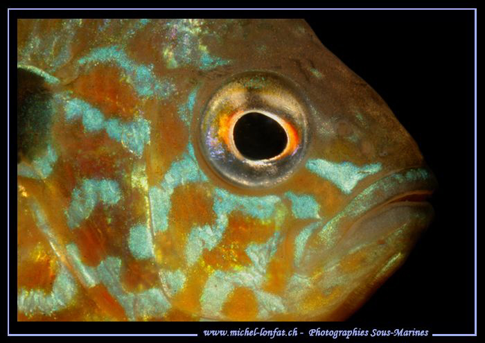 The profil of a Pumpkinseed, common sunfish :O)........ by Michel Lonfat 