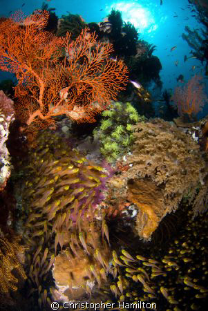 gili meno indo by Christopher Hamilton 