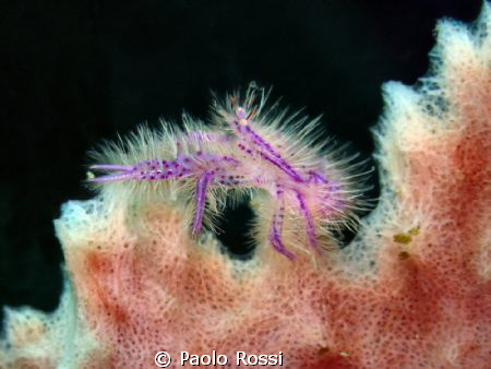 Lauriea siagiani - Pink squat lobster by Paolo Rossi 